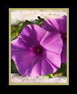 a pair of pretty pink morning glories thumbnail